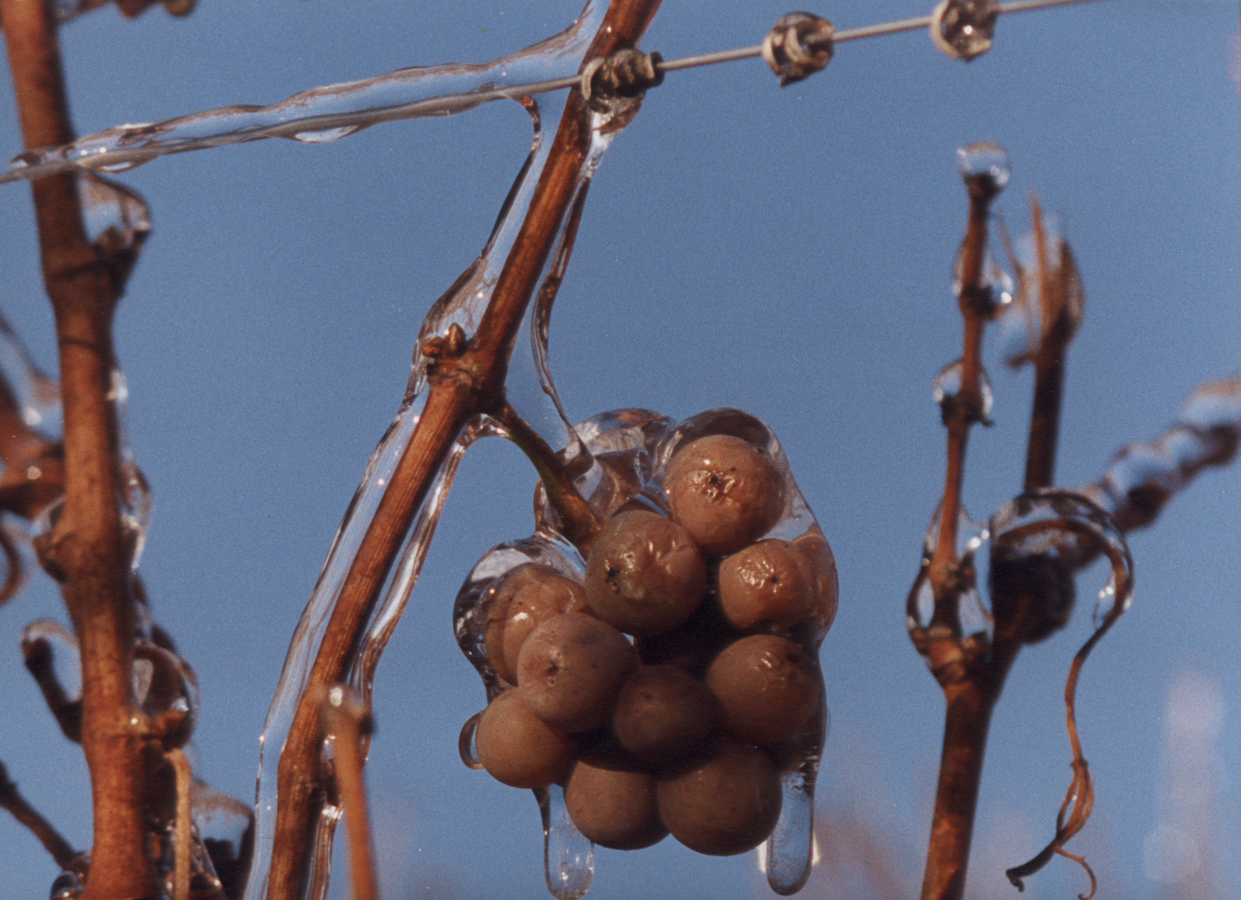 raisingel.bmp (6.34 MB)